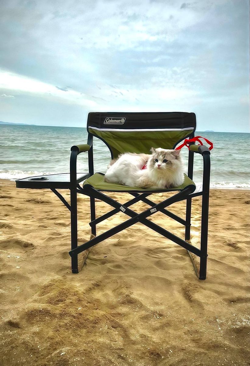 猫咪与家人一同在中天海滩边放松
