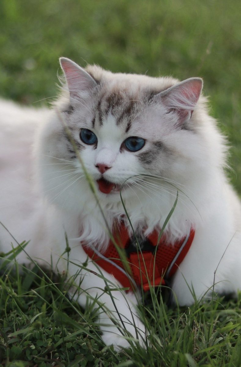 猫咪在宠物友好的绿茵花园里悠然自得